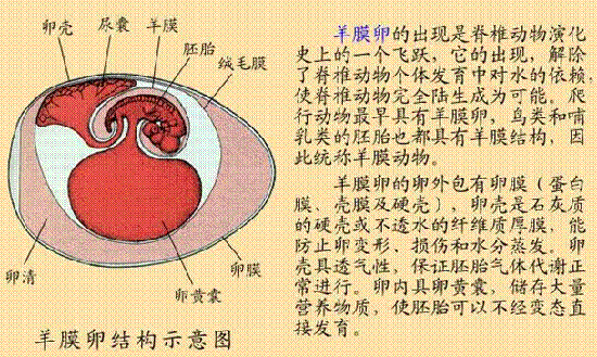 新脑皮出现大脑皮层