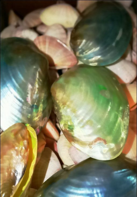 珍珠贝