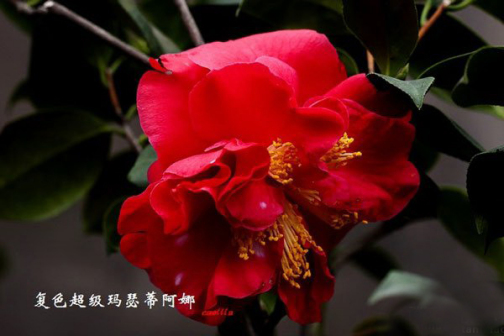 复色大贝蒂