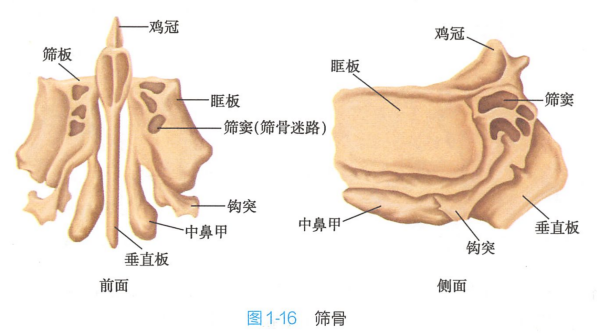 筛骨