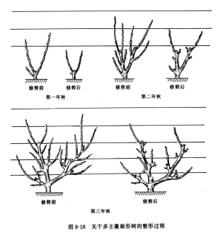 无干多主蔓扇形树的整形过程