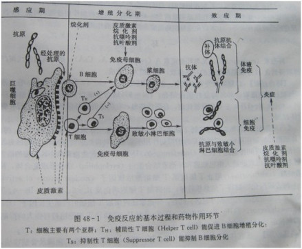 免疫反应的基本过程和药物作用环节 