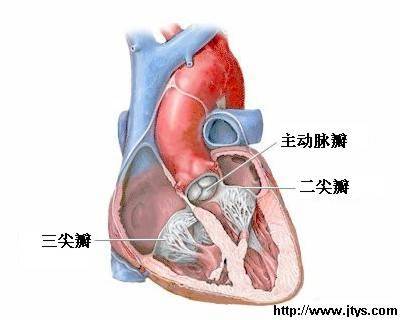三尖瓣