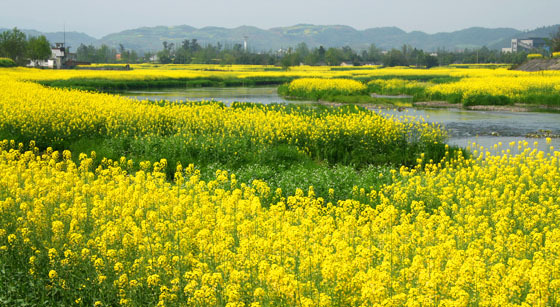 川西平原盛开的油菜花