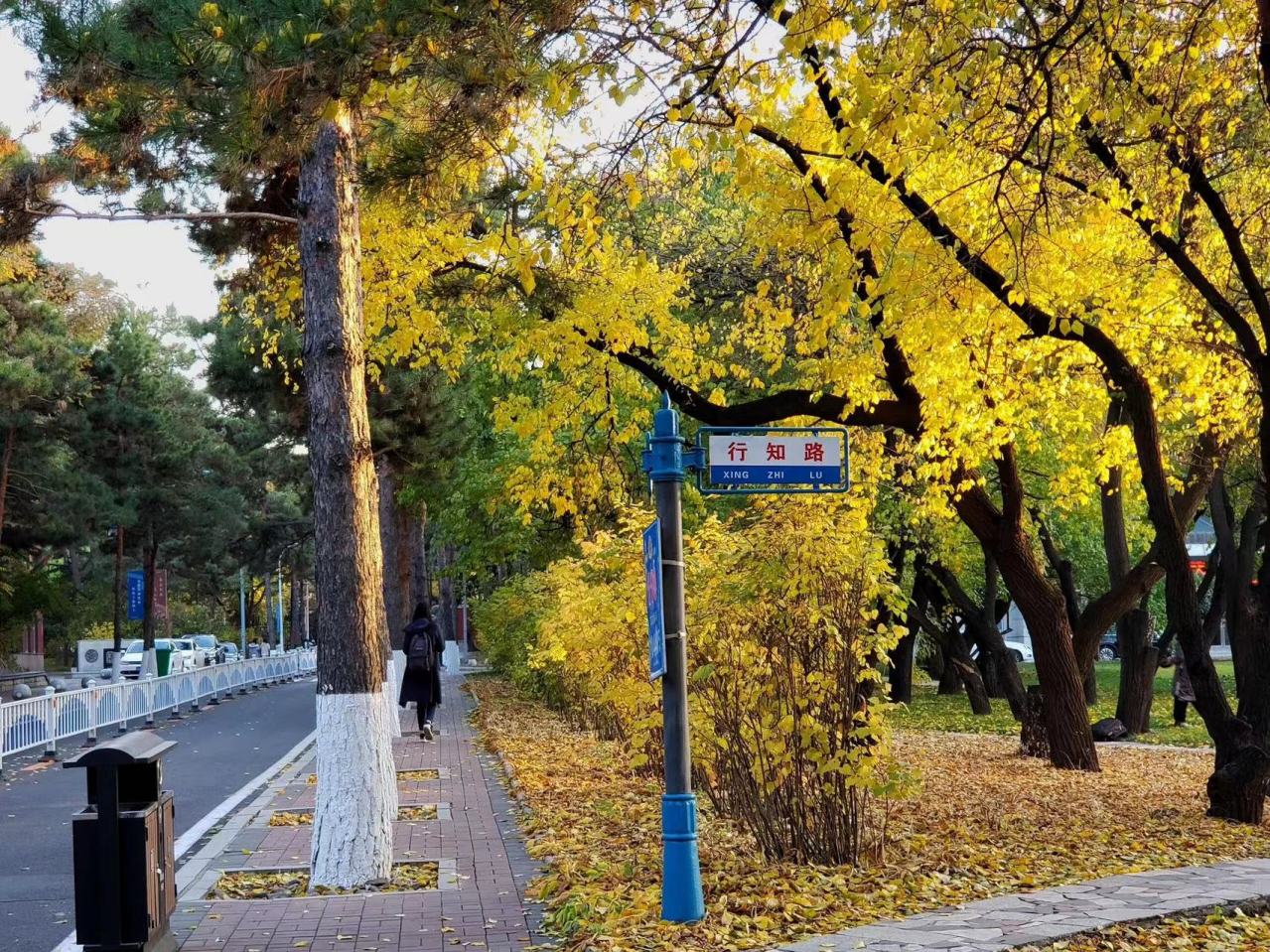 自由校区