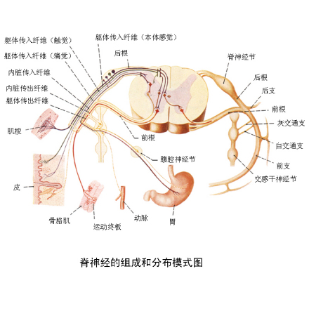 脑