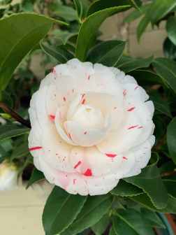 茶花