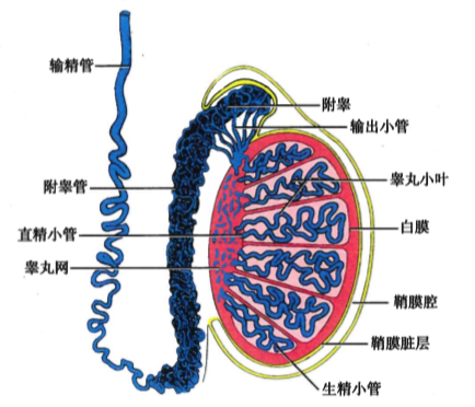 睾丸切面示意图 