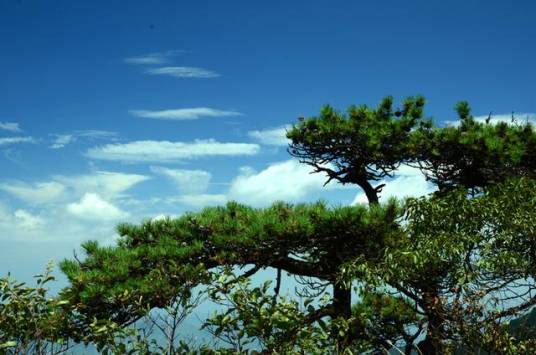 高山松