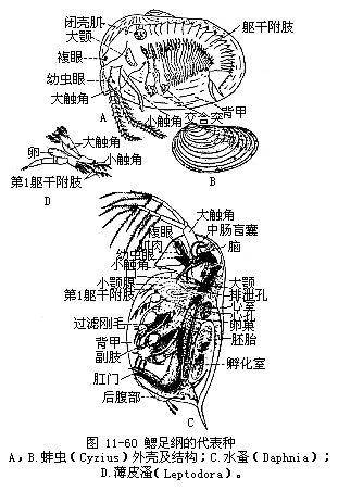 鳃足纲