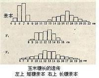 数量性状