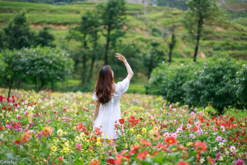 南山花海内的花