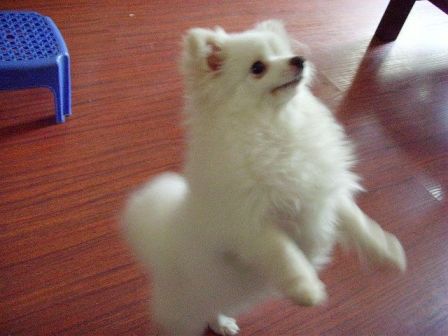 博美犬