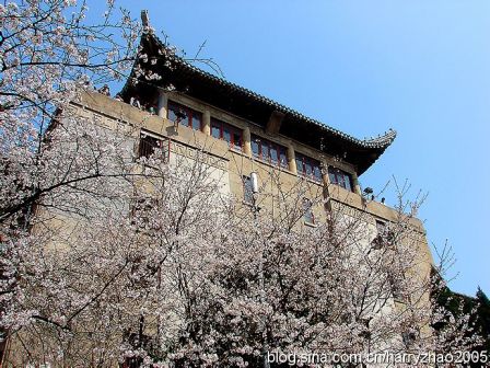 武汉大学樱花