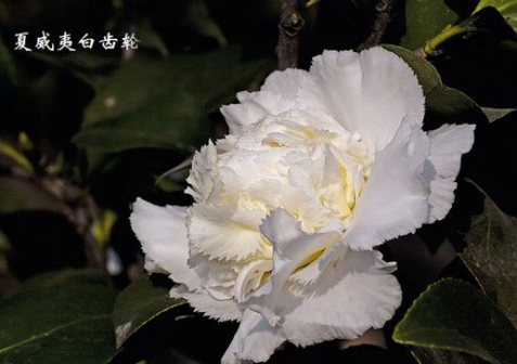 夏威夷白齿轮