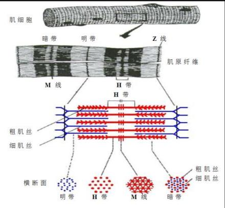 肌原纤维