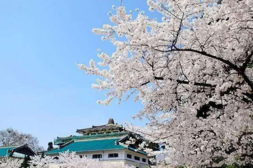 武汉大学樱花