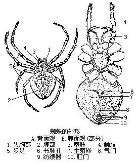 蛛形纲