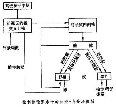 内分泌机制