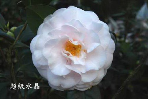超级水晶
