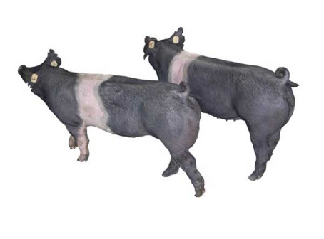汉普夏母猪