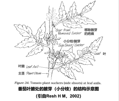 番茄叶腋处的腋芽(小分枝)的结构示意图