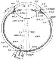视觉器官