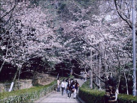 武汉大学樱花