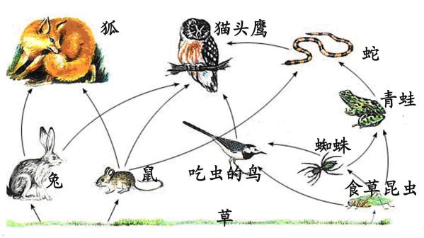 食物链