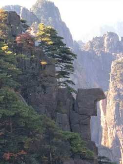 高山松