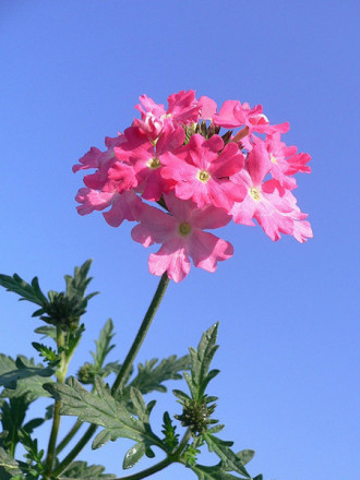 Verbena officinalis