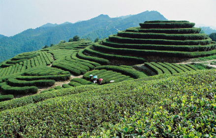 长坑乡茶山