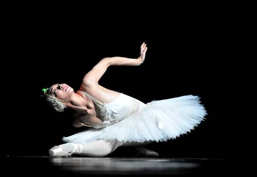 天鹅之死 天鹅之死