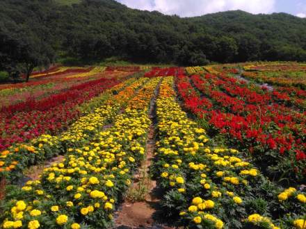 富江花海