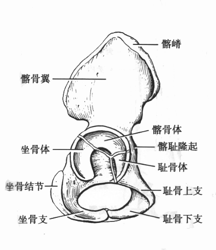 幼儿髂骨（6岁）