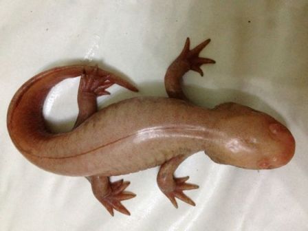 墨西哥钝口螈自然变