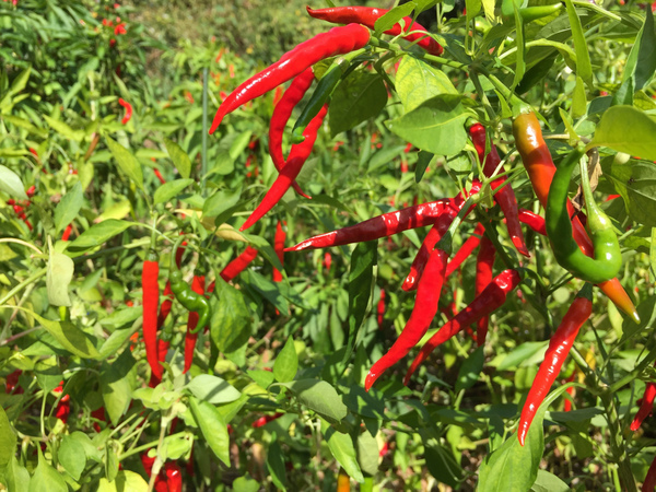 辣椒植株