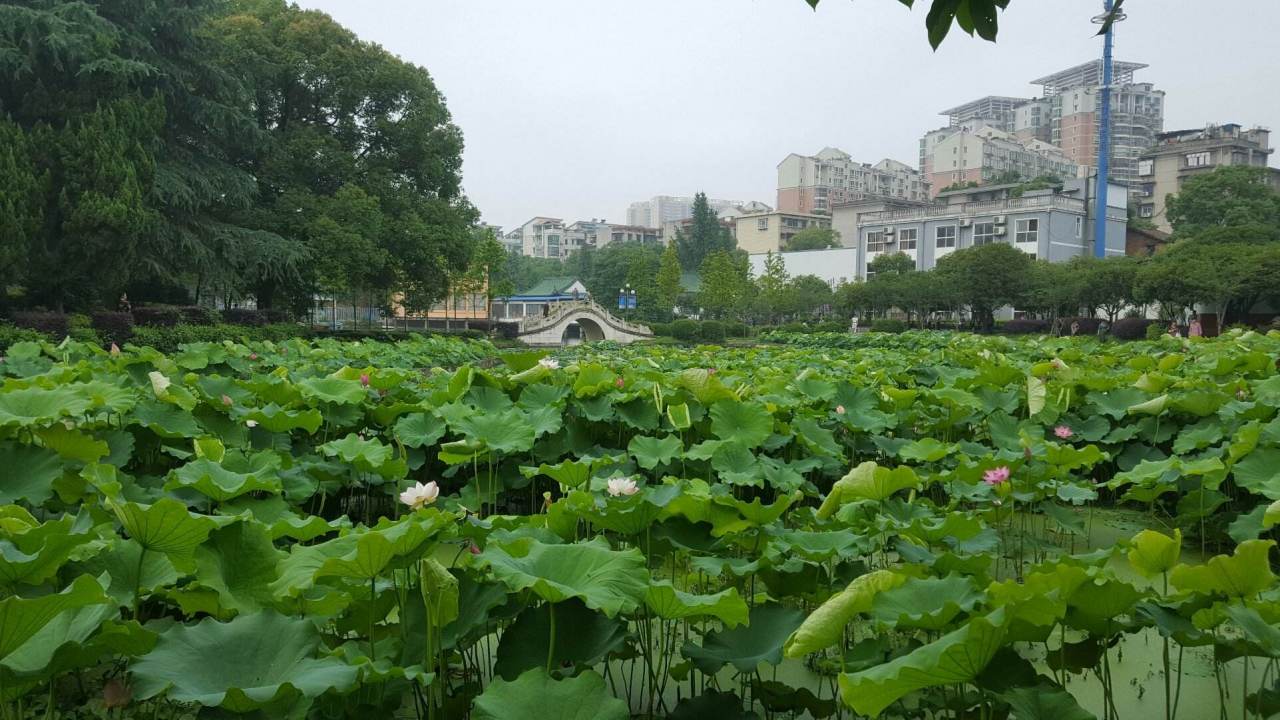 石鼓区