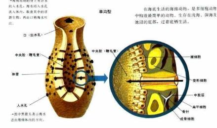 珊瑚海绵硬质海绵纲