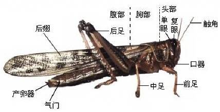 蝗虫结构图