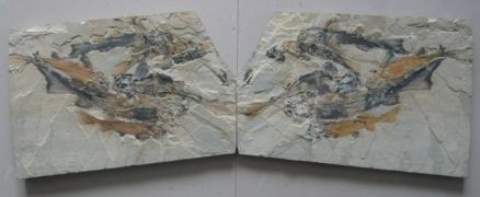 北票鲟化石 北票石文化博物馆提供
