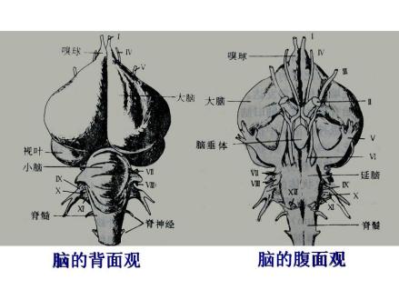 新脑皮