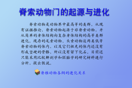 脊索动物门