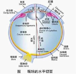 视觉器官