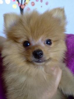 博美犬