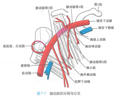 腋动脉