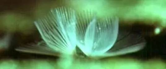帚虫动物