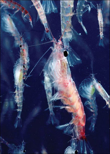 南极磷虾
