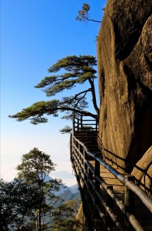 高山松