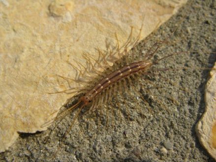 地中海蚰蜒（Scutigera coleoptrata）